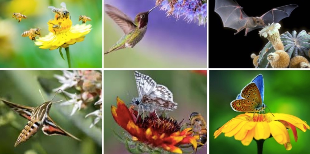 Diferentes polinizadores